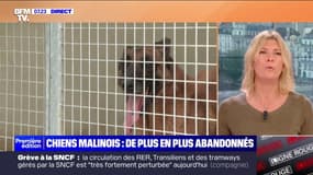 Chiens malinois: pourquoi cette race de chiens est-elle de plus en plus abandonnée ?