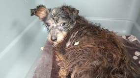 L'un des 25 chiens sauvés par l'association Vénus en Gironde, dimanche 20 octobre 2024