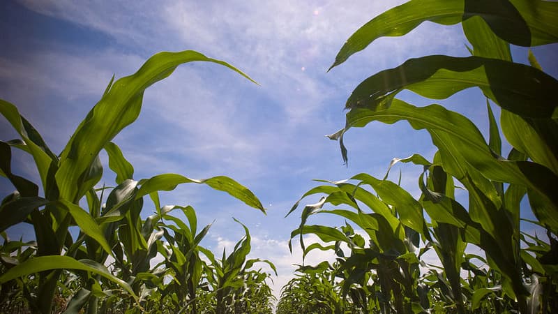 Le prix du boisseau de maïs américain a augmenté de 60% en deux mois.