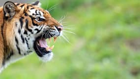 Ne pas courir, lui faire face et crier en allemand: voilà ce qu'il faut faire face à un tigre