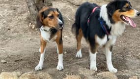 Un Marseillais demande l'augmentation du nombre de parcs accessibles aux chiens sans laisse.