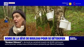 La récolte de sève de bouleau bat son plein en Alsace