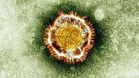 Coronavirus (illustration). - HO / BRITISH HEALTH PROTECTION AGENCY / AFP