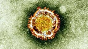 Coronavirus (illustration). - HO / BRITISH HEALTH PROTECTION AGENCY / AFP