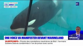 Antibes: One Voice prévoit une manifestation devant Marineland samedi 