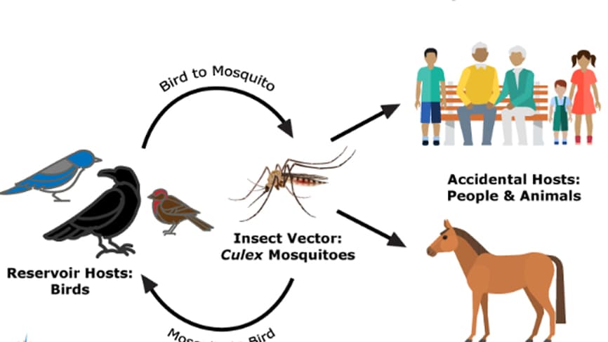 Schéma de contamination du virus du Nil occidental.
