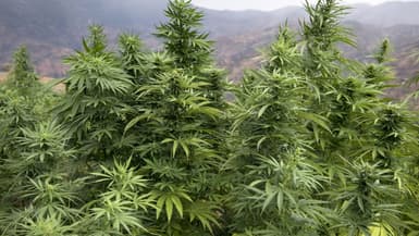 Des plants de cannabis dans un champ près de Ketama, au Maroc, le 2 septembre 2019 (photo d'illustration)
