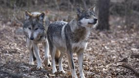 Valentia et Diego, deux loups à South Salem, dans l'Etat de New York, le 6 décembre 2020 (PHOTO D'ILLUSTRATION)