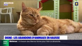 Alpes-de-Haute-Provence: les abandons d'animaux en hausse à Digne-les-Bains