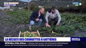 Alpes-Maritimes: la saison des courgettes touche à sa fin à Gattières