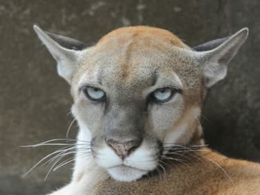 La police polonaise traque depuis trois jours un ancien soldat, vétéran d'Afghanistan, enfui dans la forêt avec son puma qu'il refuse de remettre au jardin zoologique (photo d'illustration)
