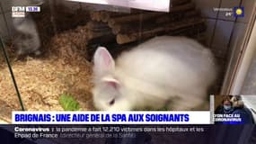 Coronavirus: la SPA propose de garder gratuitement les animaux des soignants