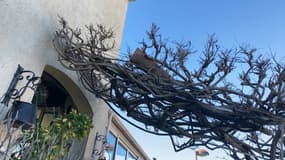 Les dégâts à La Crau (Var) après les vents violents du 23 décembre 2024. 