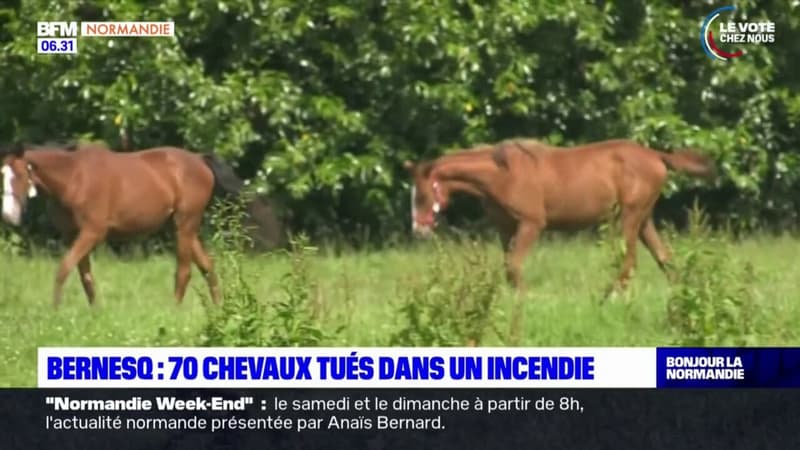 Bernesq: 70 chevaux tués et un blessé dans un incendie