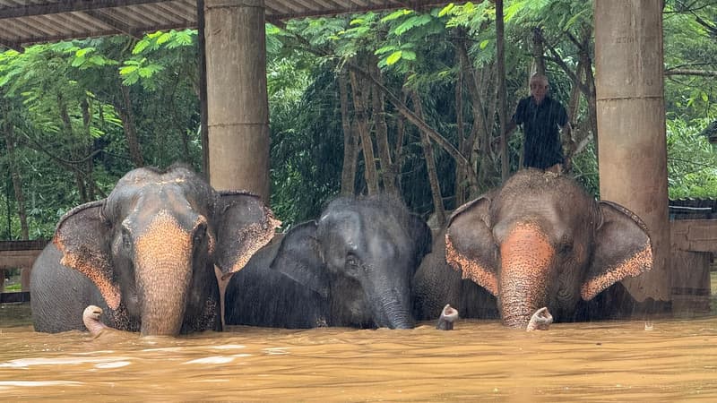 Thaïlande: une étudiante espagnole de 22 ans tuée par un éléphant à qui elle donnait un bain