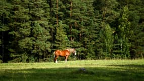 Un cheval broute dans un pré du parc de la réserve du poète russe Alexandre Pouchkine à l'extérieur de la ville de Pushkinskiye Gory, dans la région de Pskov, en Russie, le 8 septembre 2020.
