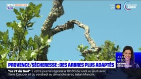 Provence: les arbres morts remplacés par des souches plus résistantes au stress hydrique