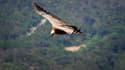 Un vautour fauve vole le 04 août 2005 au-dessus des gorges du Verdon.