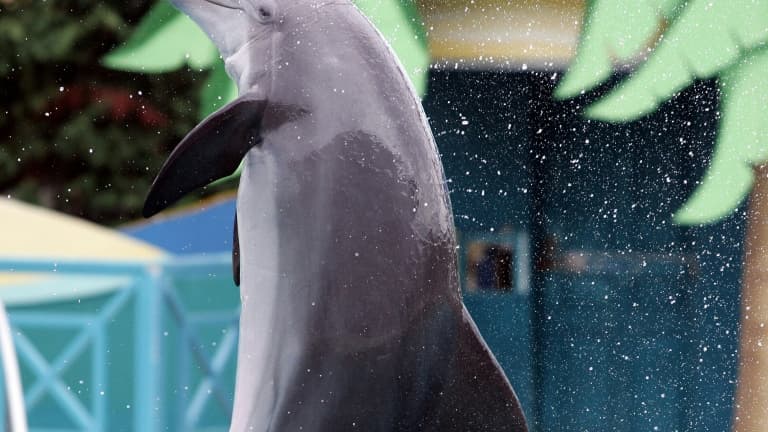 "UN CADRE SÉCURISÉ": UN PROJET DE CENTRE D'ACCUEIL AU ZOO DE BEAUVAL POUR LES DAUPHINS DU MARINELAND D'ANTIBES