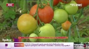 Importer des tomates du Maroc, "incompréhensible" ? 