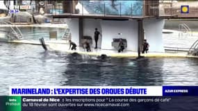 Marineland à Antibes: l'expertise indépendante commence ce vendredi