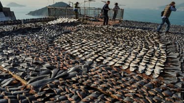 Des ailerons de requins séchant sur le toit d'une usine, à Hong-Kong, en janvier 2013. (photo d'illustration)