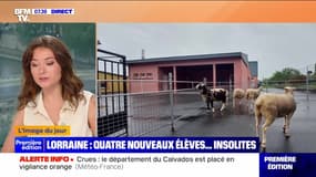 L'image du jour : Lorraine, quatre nouveaux élèves... insolites - 13/05