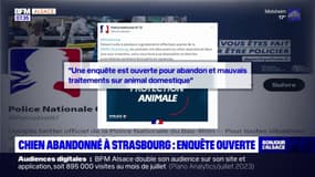 Strasbourg: un chien retrouvé abandonné, une enquête ouverte