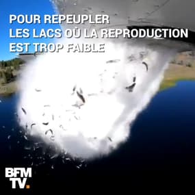 Voici comment l’Utah remplit ses lacs de poissons 