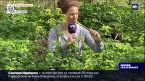Ariane a testé les plantes comestibles du Bois de Vincennes !