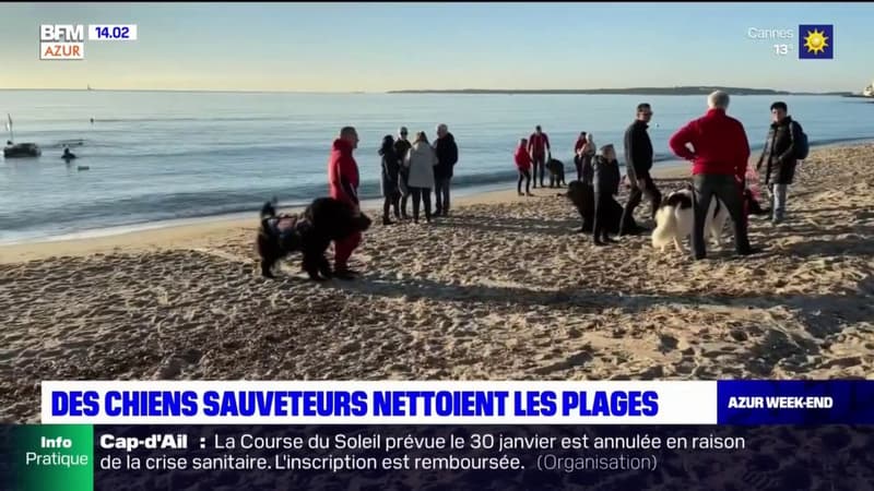 Vallauris Golfe-Juan: des chiens sauveteurs aident au nettoyage des plages