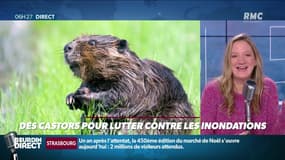 Objectif Terre : Des castors pour lutter contre les inondations - 22/11