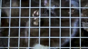 Manque d'espace, cages insalubres… L214 révèle des images chocs d'une ferme à fourrure 