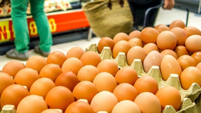 Les premiers oeufs ont été distribués en septembre 2016
