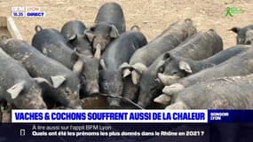 Vaches et cochons souffrent aussi de la chaleur