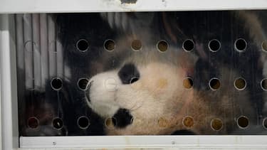 Deux pandas "ambassadeurs" de Chine sont arrivés à Berlin, en Allemagne, le 24 juin 2017