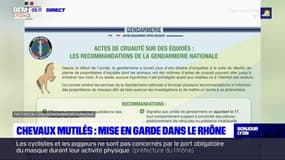Chevaux mutilés: la mise en garde des gendarmes dans le Rhône