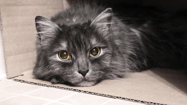 Se collant contre l'enfant, le chat aurait réchauffé son corps. (Photo d'illustration)