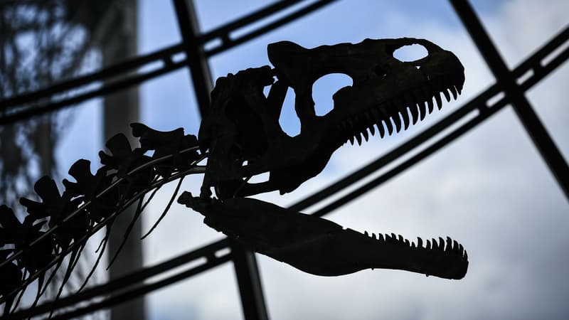 Ce théropode a été acheté 2 millions d'euros par un particulier français.