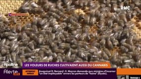 Les voleurs de ruches cultivaient aussi du cannabis