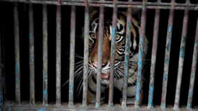 Un tigre dans une cage (illustration)