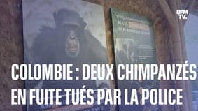 Colombie : deux chimpanzés échappés d'un zoo tués par la police 