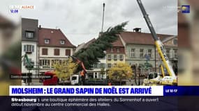 Bas-Rhin: le grand sapin de Noël de 22 mètres est arrivé à Molsheim