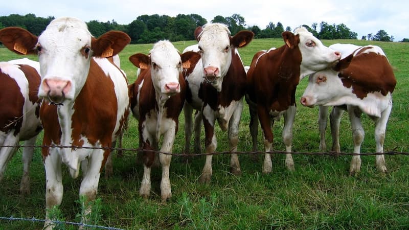 Les vaches se sont évadées de leur enclos pour visiter le terrain de football mitoyen.