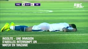 Une invasion d'abeilles fait arrêter un match de football en Tanzanie 