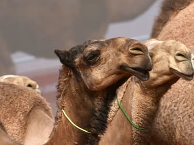 Des chameaux lors du Festival annuel du roi Abdulaziz à Rumah, à 160 kilomètres Riyad, le 19 janvier 2018 (illustration). 