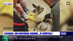 Colmar: un chevreuil pris en charge à l'hôpital 