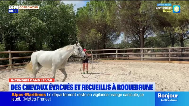 Des chevaux évacués et recueillis à Roquebrune à cause des incendies dans le Var