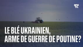 Le blé ukrainien, arme de guerre de Vladimir Poutine?