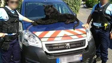 La panthère (en peluche) capturée par les gendarmes.